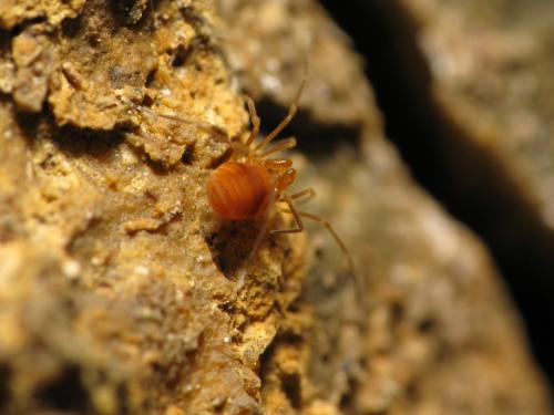 Réf. 156 693 : Peltonychia clavigera