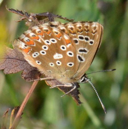 Réf. 156 544 : Polyommatus coridon