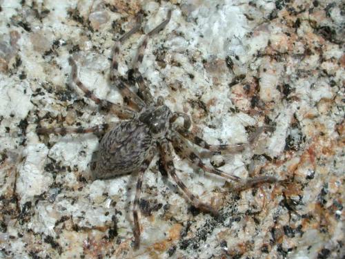 Eusparassus dufouri