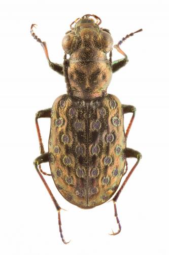 Réf. 156 384 : Elaphrus cupreus