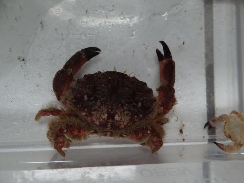 Xantho pilipes