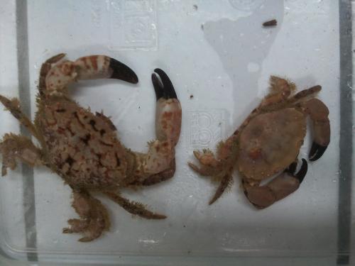 Xantho pilipes