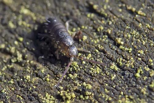 Tomocerus minor