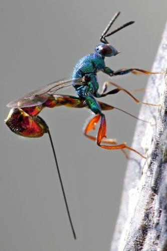 Torymus calcaratus