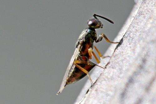 Réf. 156 717 : Eupelmus confusus