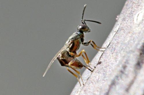 Réf. 156 640 : Eupelmus confusus