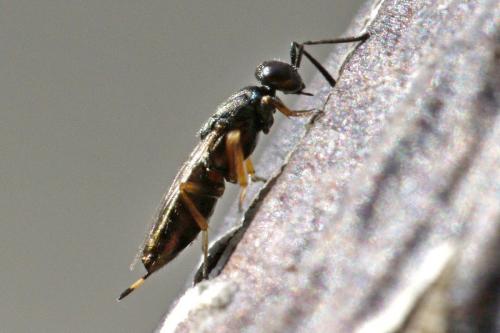 Réf. 156 639 : Eupelmus confusus
