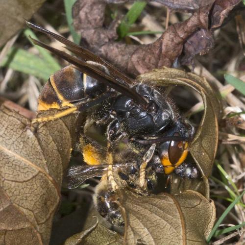 Vespa velutina