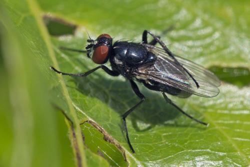 Réf. 156 370 : Hydrotaea diabolus