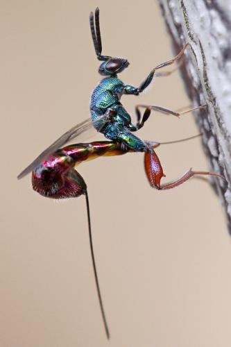 Torymus calcaratus
