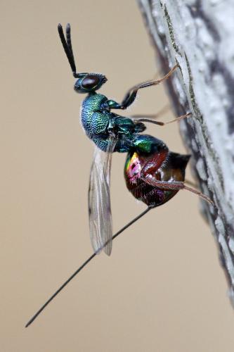 Torymus calcaratus