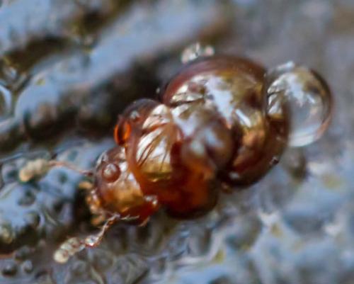 Agathidium sp.