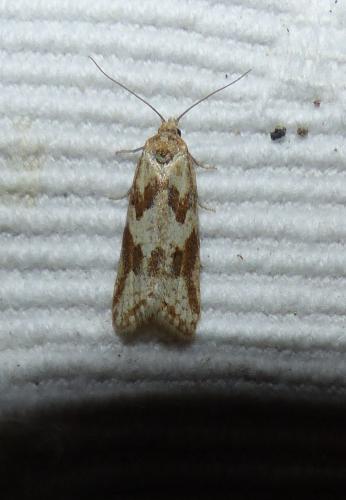 Réf. 156 230 : Cnephasia longana