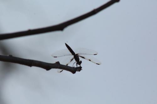 Palpopleura deceptor
