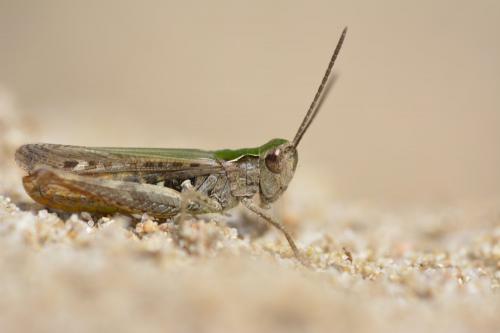 Chorthippus sp.