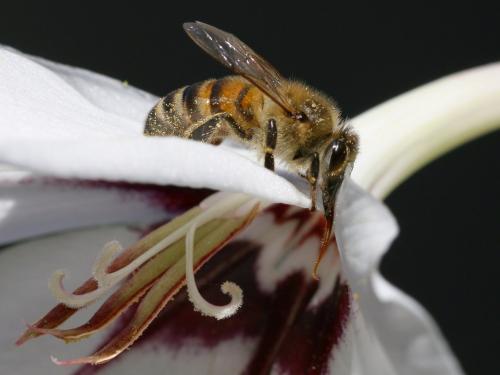 Réf. 156 800 : Apis mellifera