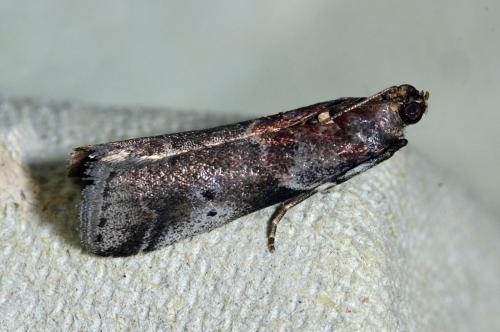 Acrobasis suavella