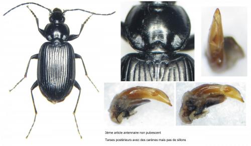 Agonum permoestum