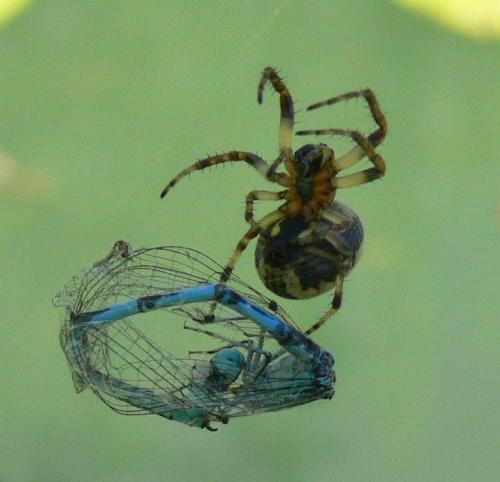 Erythromma lindenii