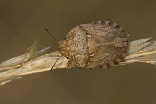 Réf. 156 210 : Eurygaster maura