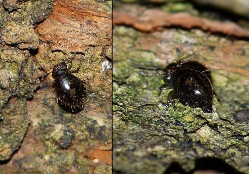 Allacma fusca