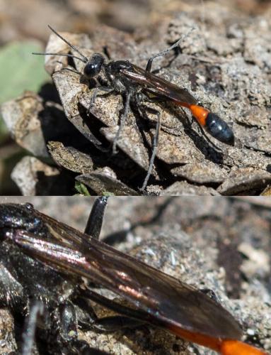 Ammophila sabulosa
