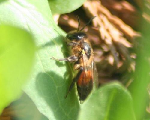 Andrena sp.