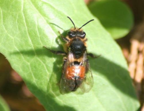 Andrena sp.