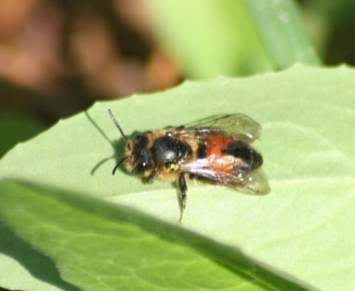 Réf. 156 077 : Andrena sp.