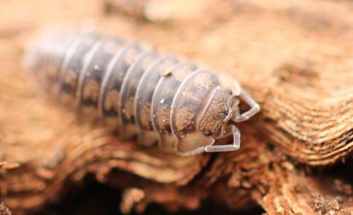 Réf. 156 258 : Armadillidium nasatum