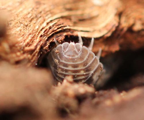 Réf. 156 259 : Armadillidium nasatum