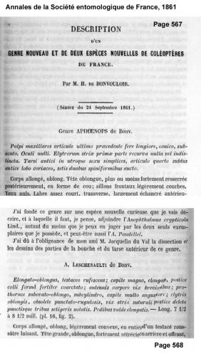Aphoenops leschenaulti
