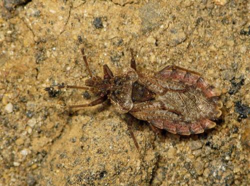 Aradus sp.