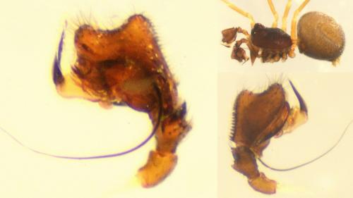 Cnephalocotes obscurus