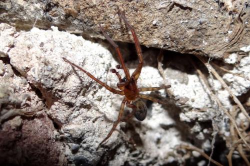 Amaurobius similis
