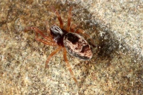 Dictyna uncinata