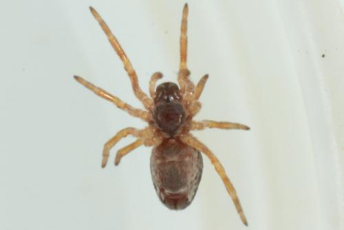 Dictyna uncinata