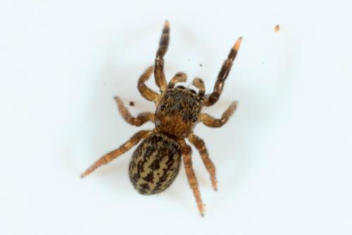 Réf. 156 314 : Euophrys frontalis