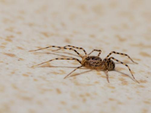 Réf. 156 116 : Scytodes thoracica