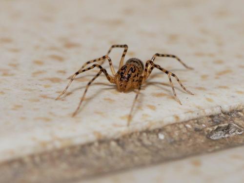 Réf. 156 117 : Scytodes thoracica