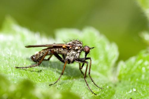 Empis tessellata