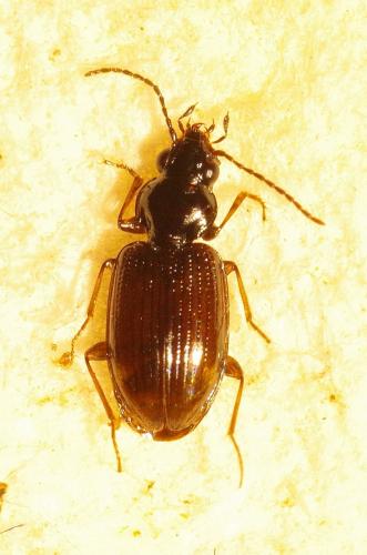 Bembidion iricolor