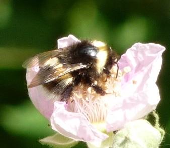 Bombus sp.