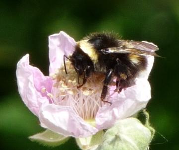 Bombus sp.