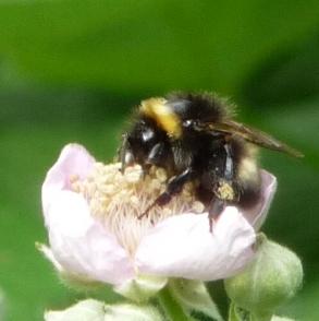 Bombus sp.