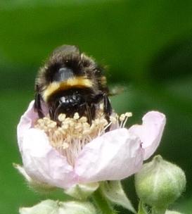 Bombus sp.