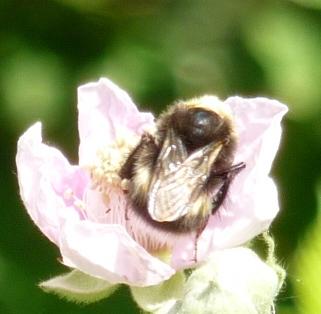 Bombus sp.