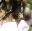 Bombus sp.