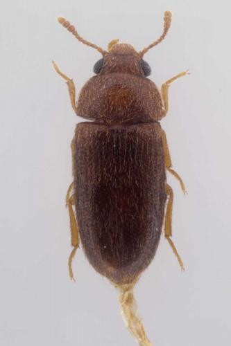 Typhaea stercorea