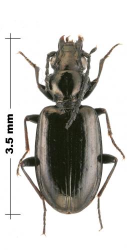 Bembidion armeniacum